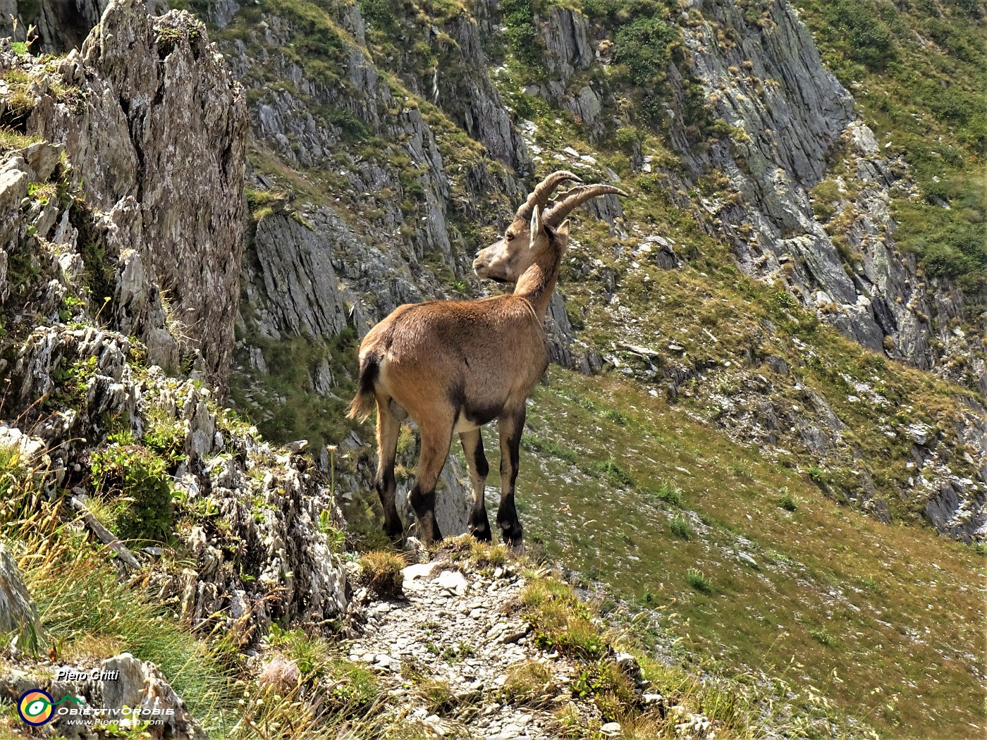 60 Stambecco al Passo della Selletta.JPG